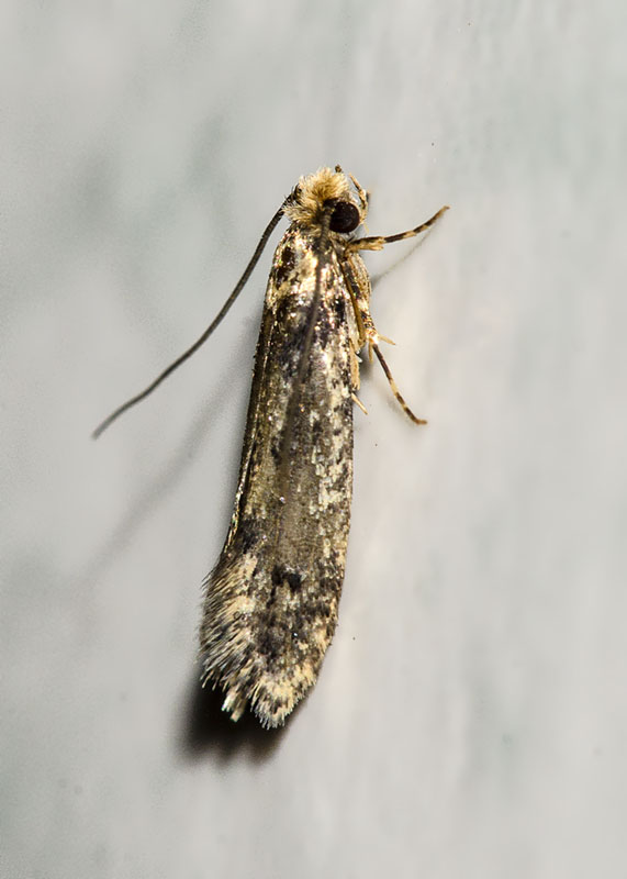 Da determinare - Cfr. Niditinea striolella, Tineidae